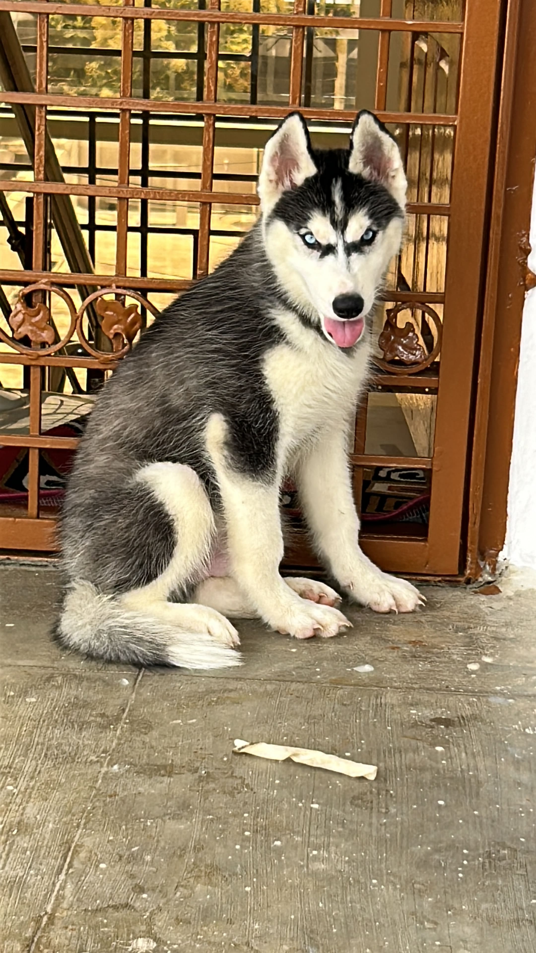A cute puppy for sale 