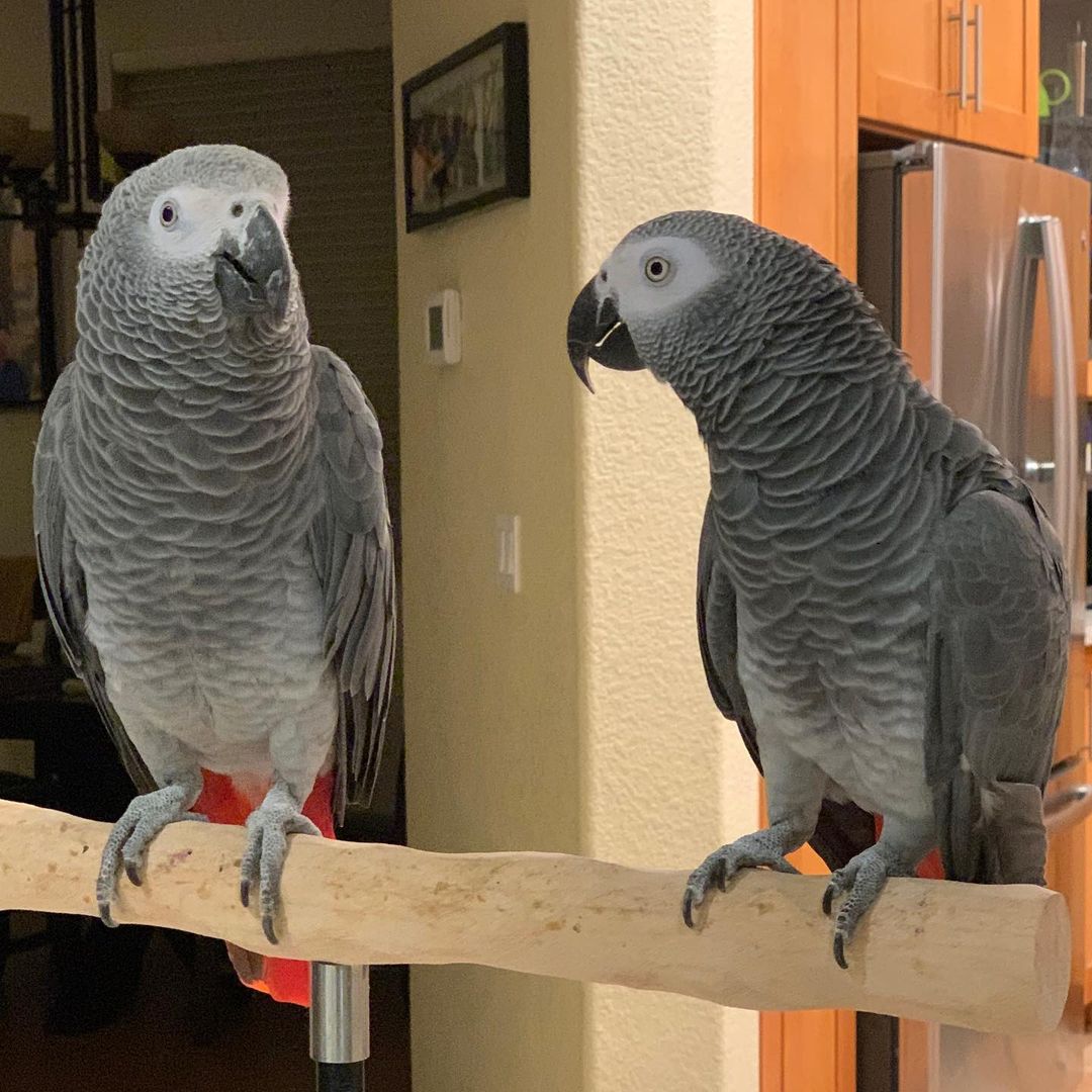 Bonded Congo African Grey Parrots with Cage 
