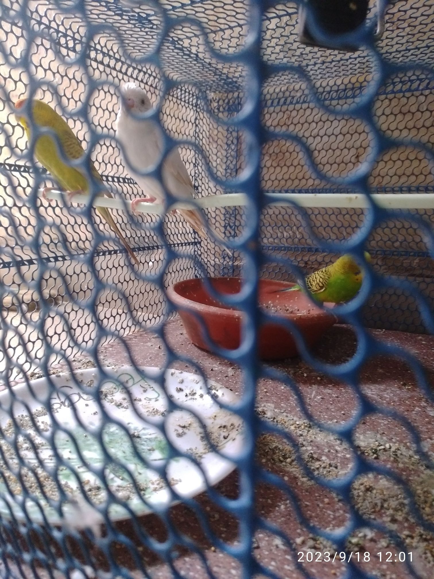 Budgies parrot 