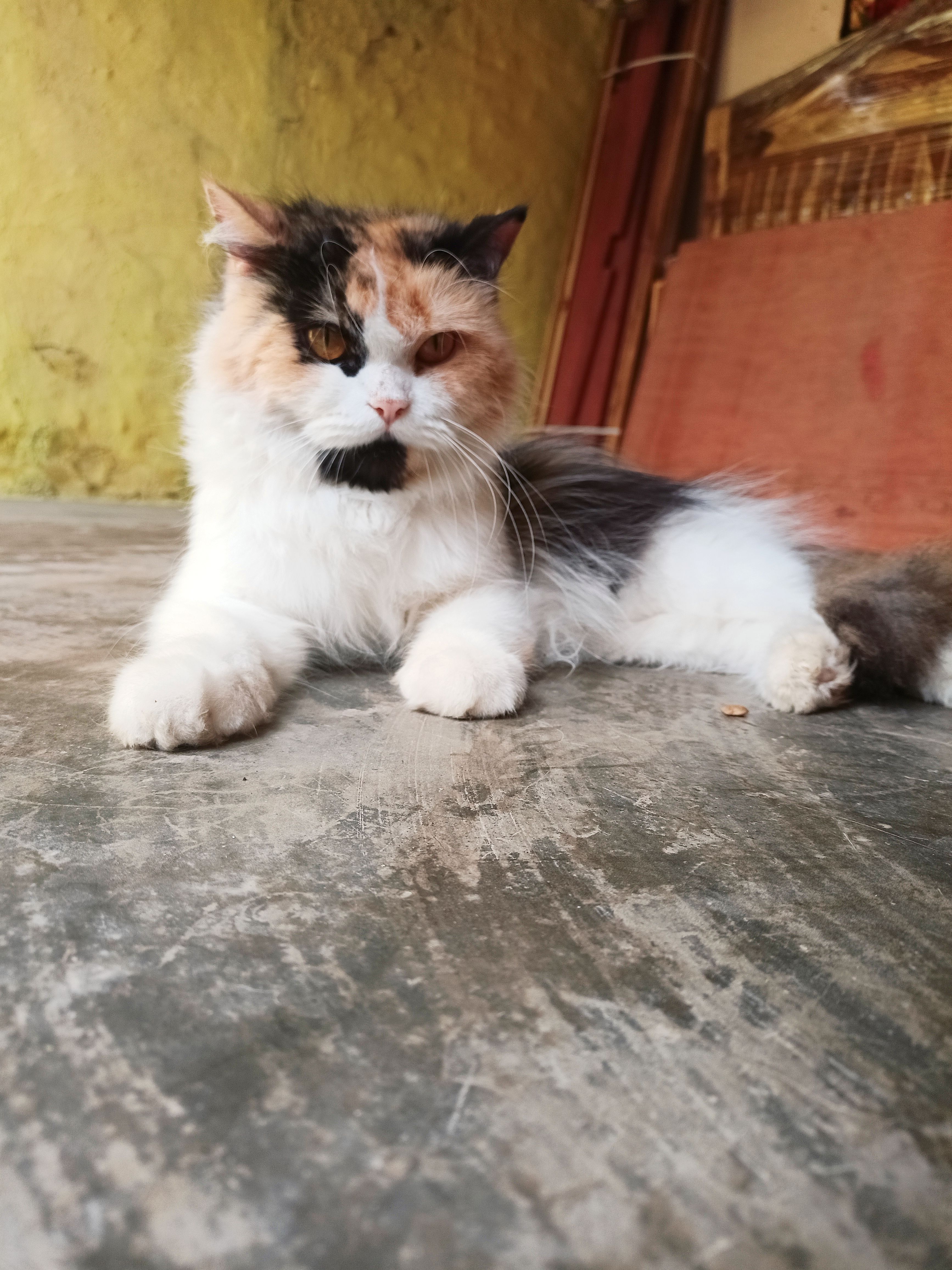 CALICO PERSIAN CAT 