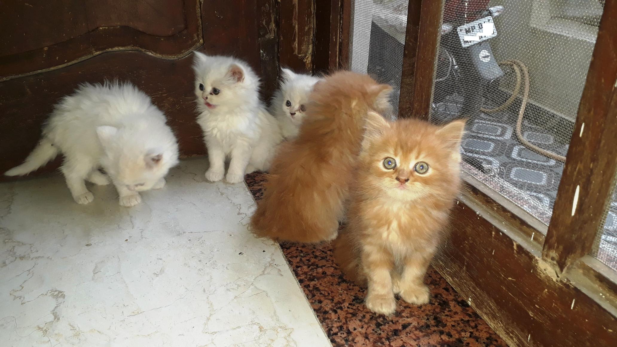 Persian Cats 