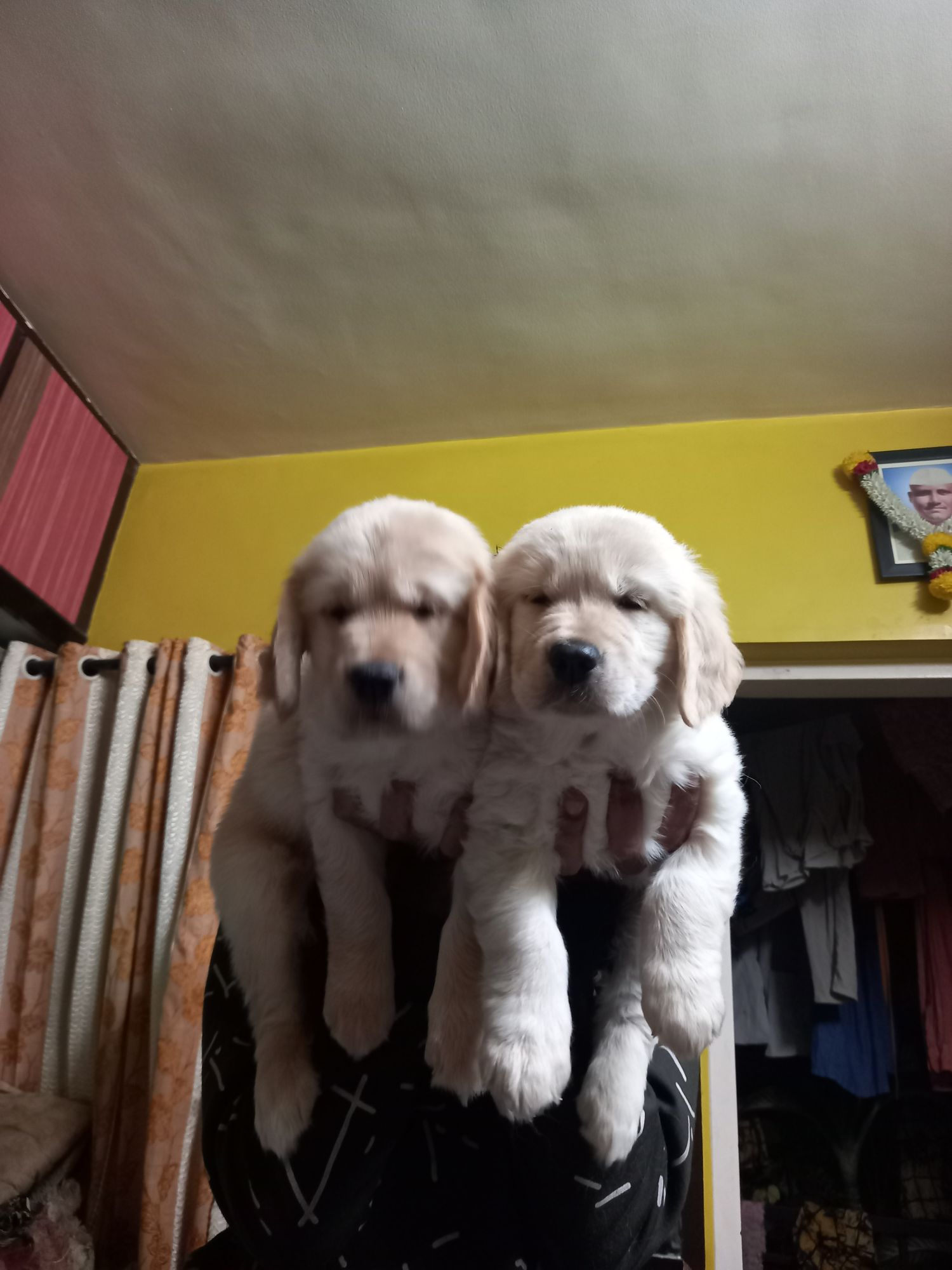 Golden Retriver Puppies 