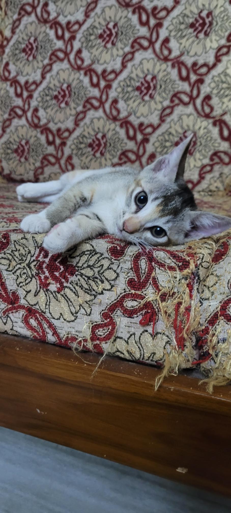 Kitten for free adoption