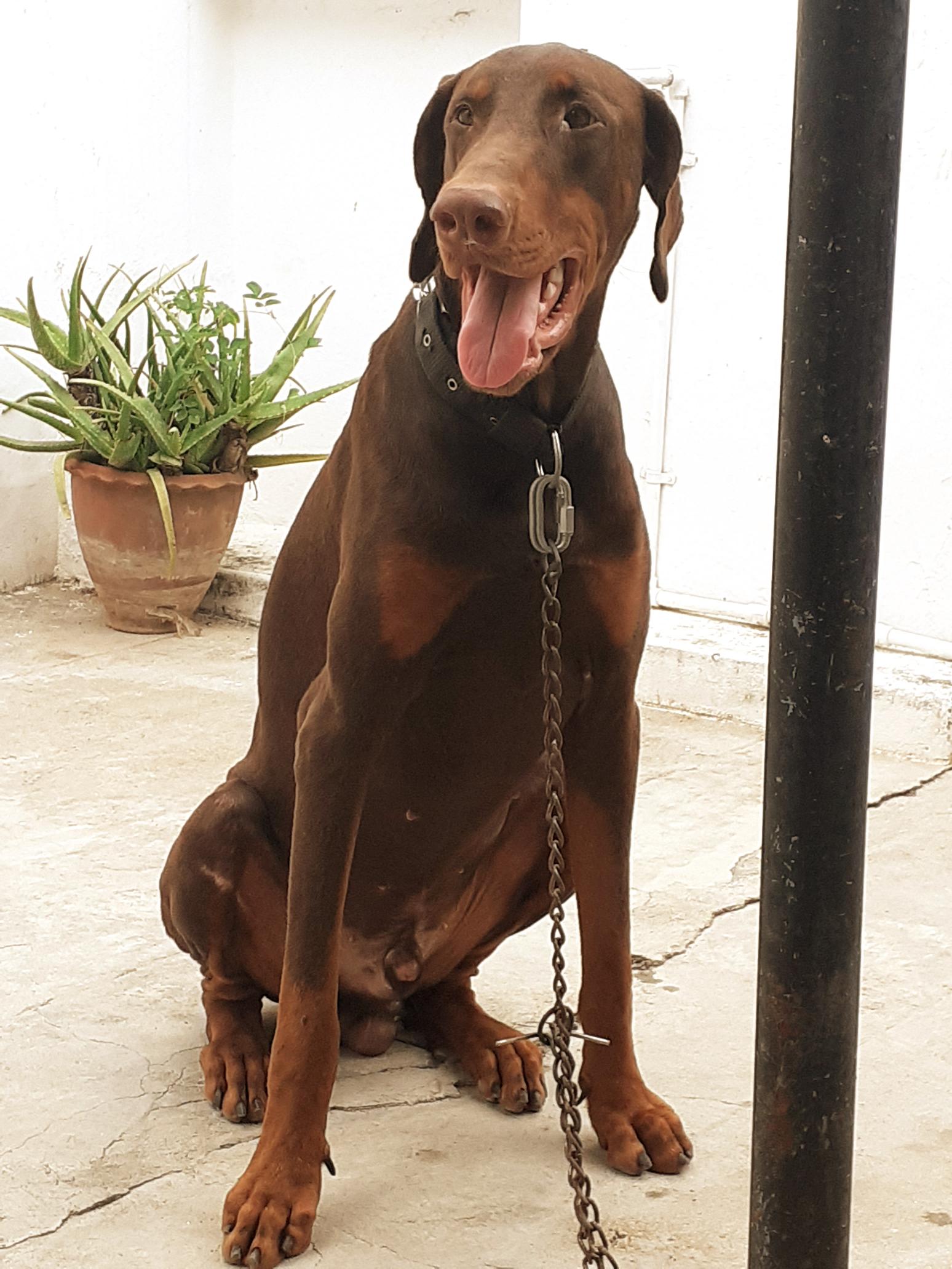 Semi Adult European Doberman Male[12 months] Heavy bone without KCI for adoption