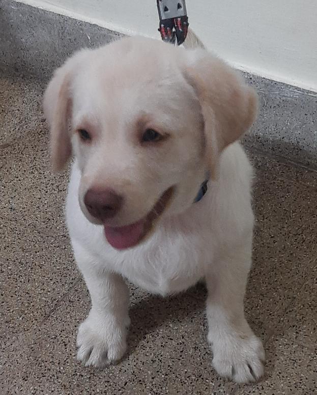 4 months old Labrador puppy for sale 