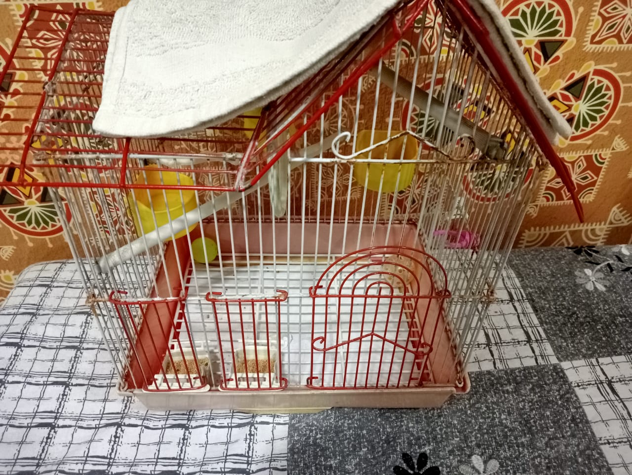 congo African Grey Psittacus erithacus Parrots for sale @Chennai 