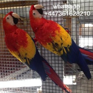 Ara ararauna Blue and Gold Macaws Parrots for sale contact whatsapp +447361628210