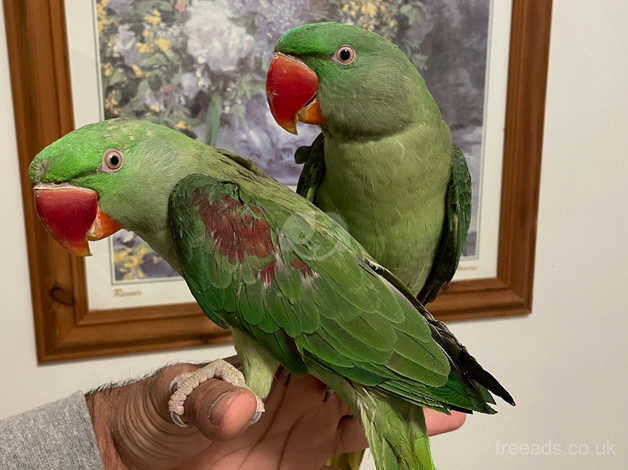 Alexander parrot selling shop home delivery 