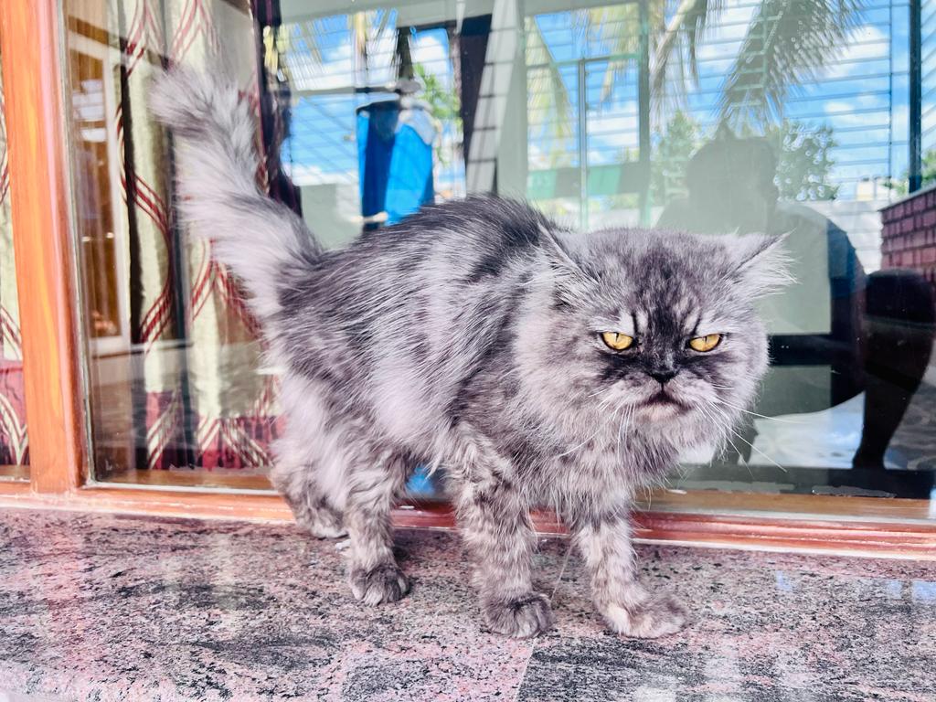 Semi Persian cat