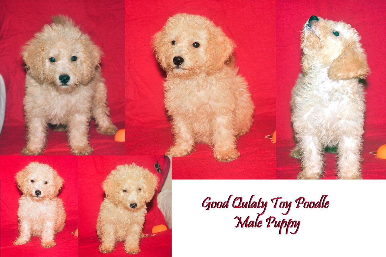 Toy poodle puppy