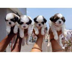Pure Shih Tzu puppies available