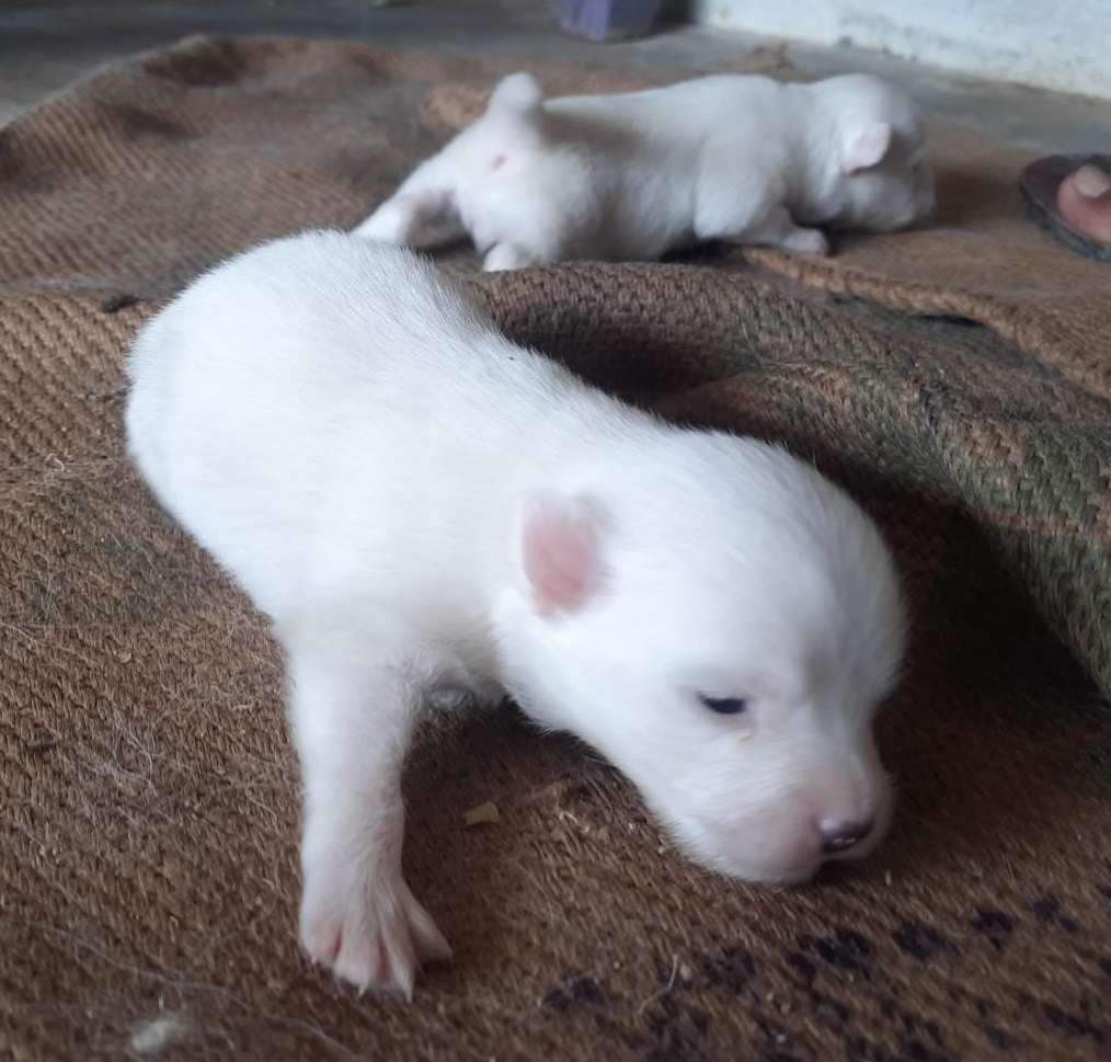 Pomerian puppys available at salem