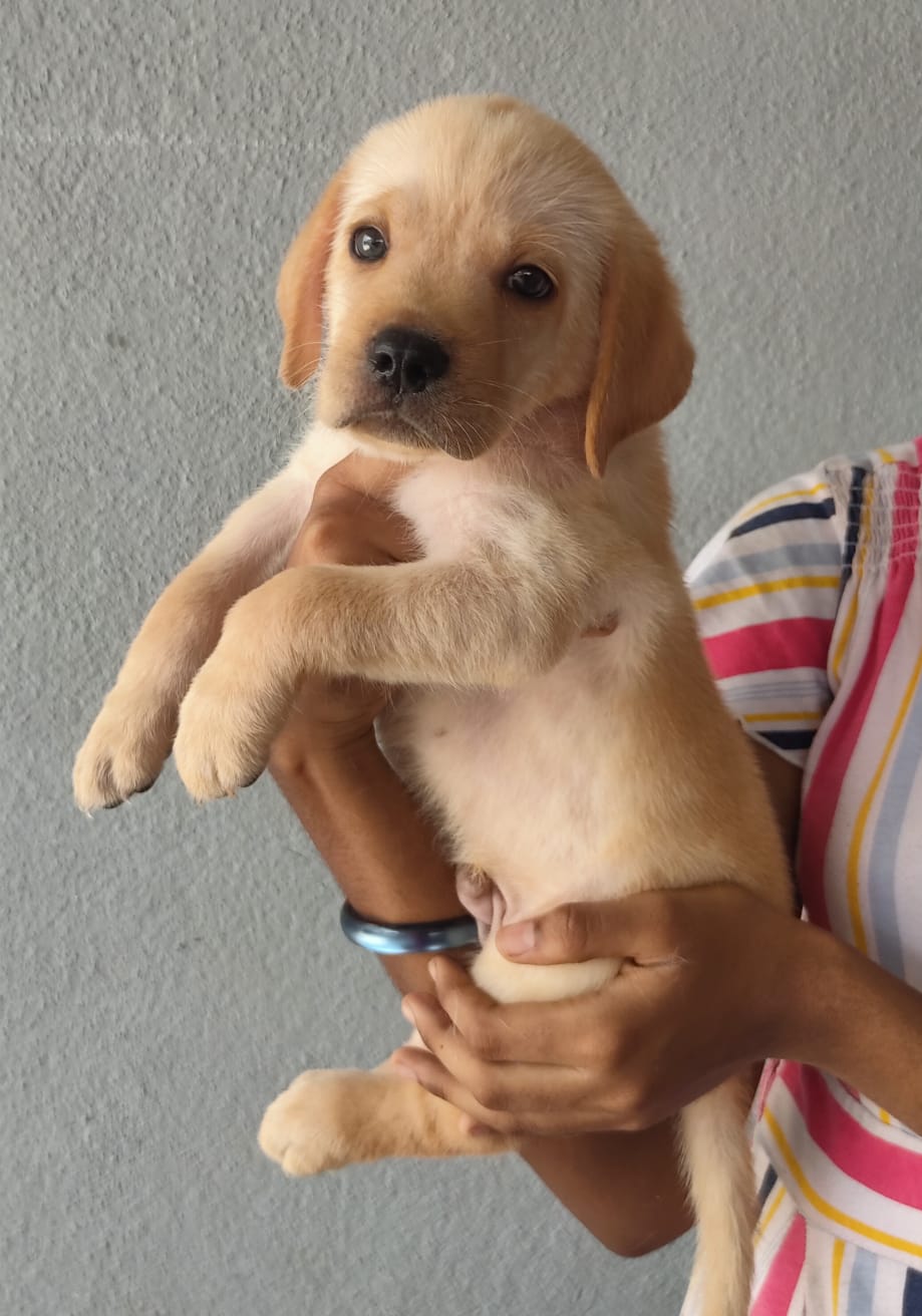 Lab puppy available form salem