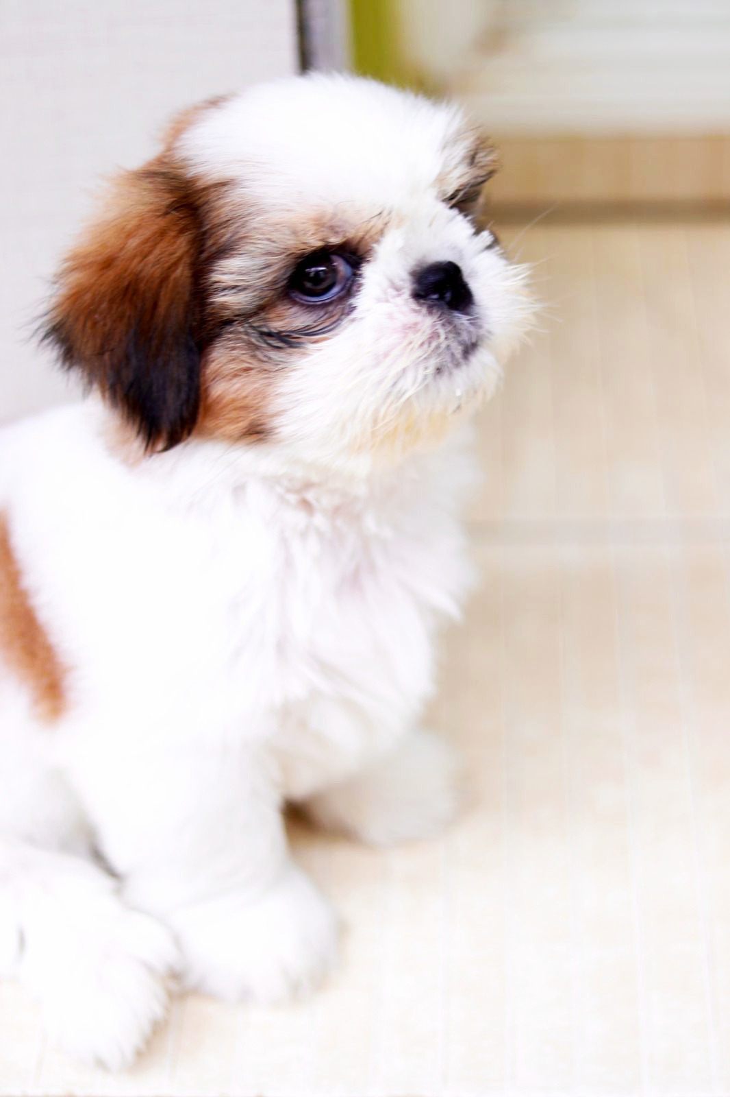 Healthy and Active Male Shih Tzu 2 months old