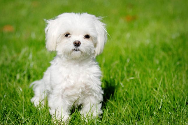 Buy Dogs, Cats, Small Dogs Online at best prices - Breed n Breeder