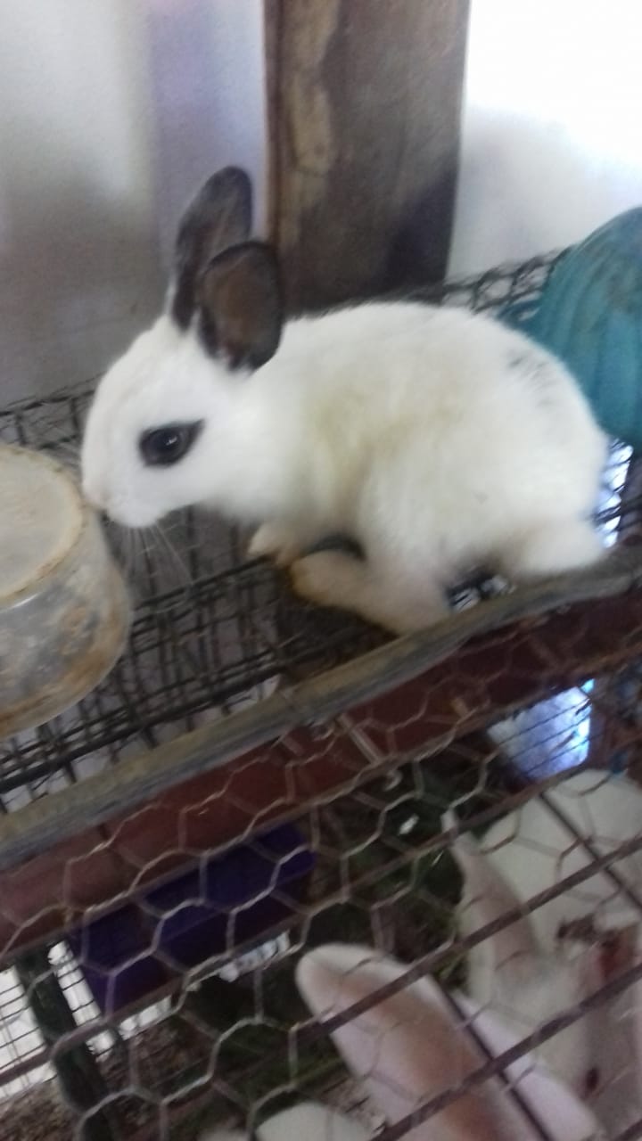 rabbite for sale 