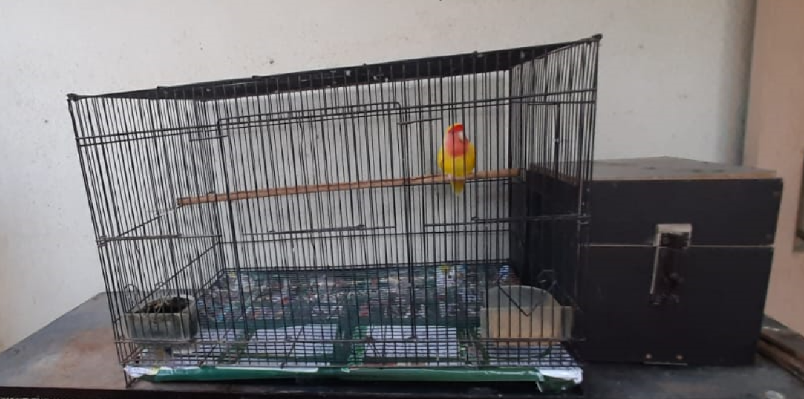 1 adult female lutino peach African lovebird along with cage for sale