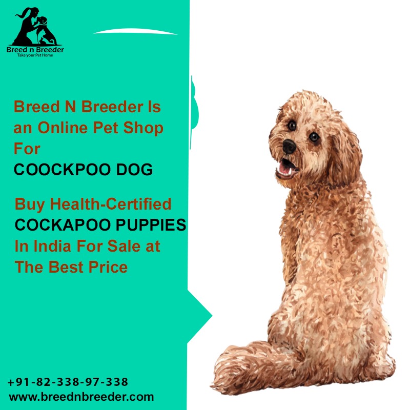 Breed & Breeder is an online pet business in Chennai for Cockapoo Dogs