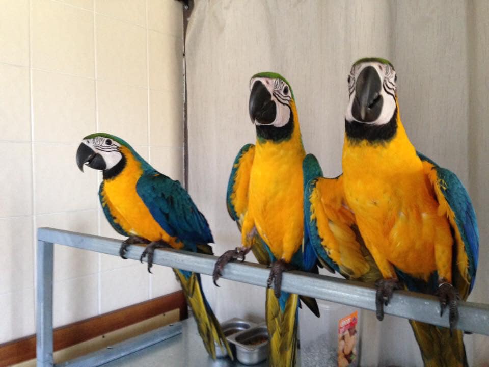 Ara ararauna Blue and Gold Macaws Parrots for sale India contact whats-app +447361628210