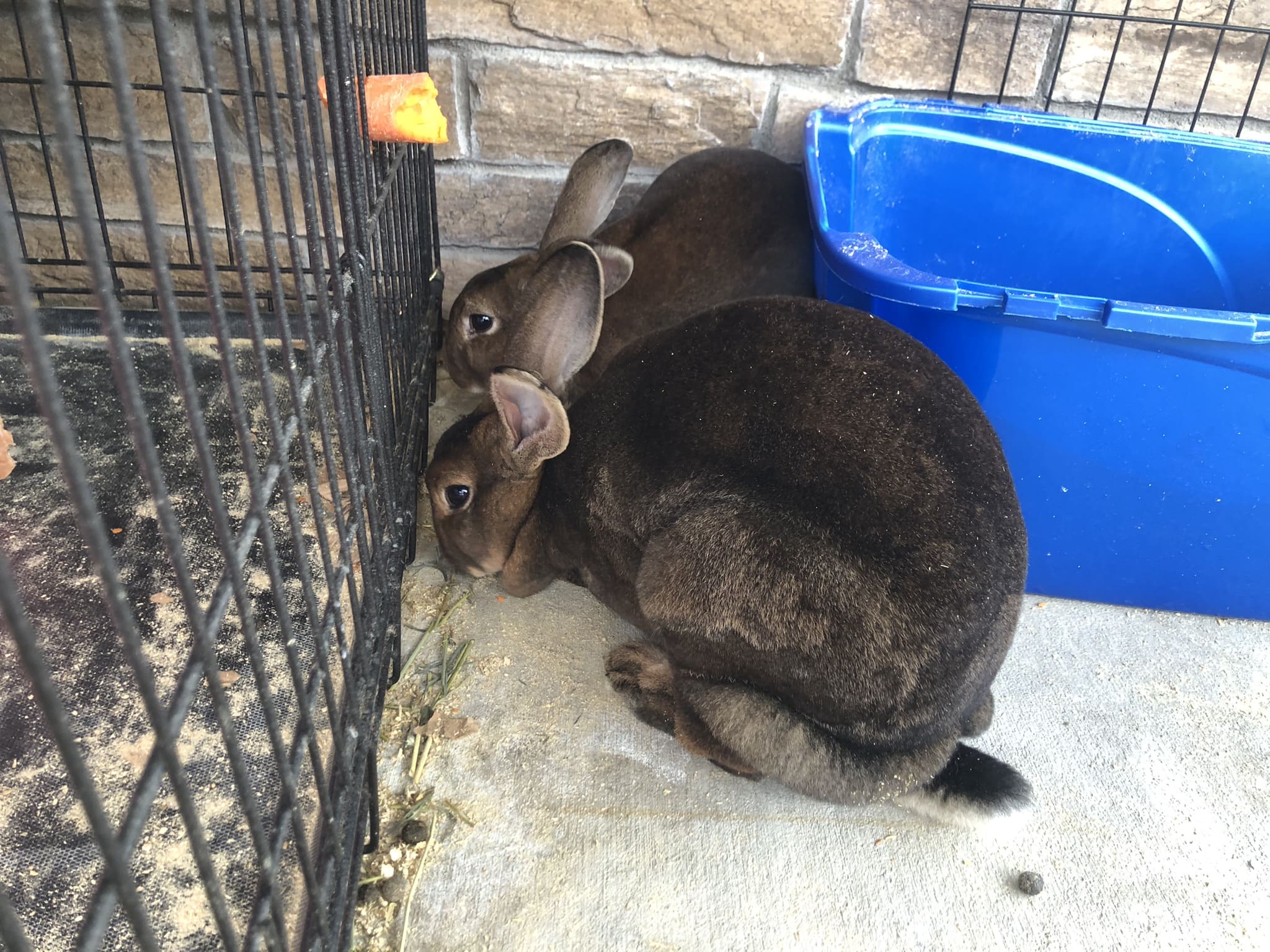 Female Rex Rabbits 