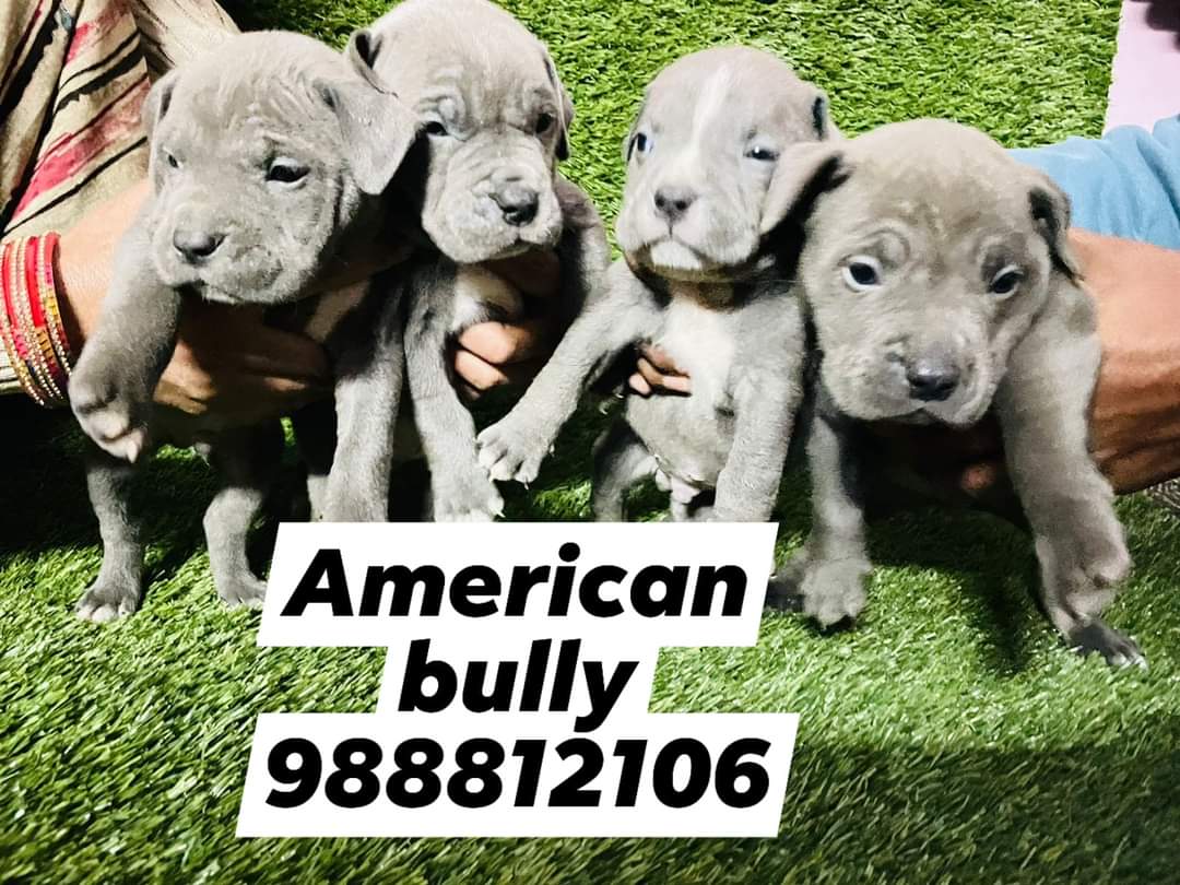 American bully puppy available call 9888121106 pure breed 