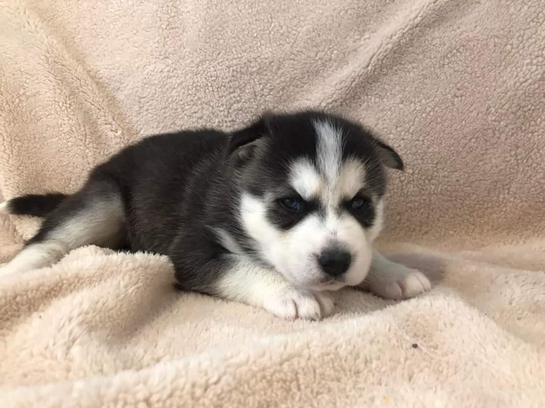 Huskey puppy available