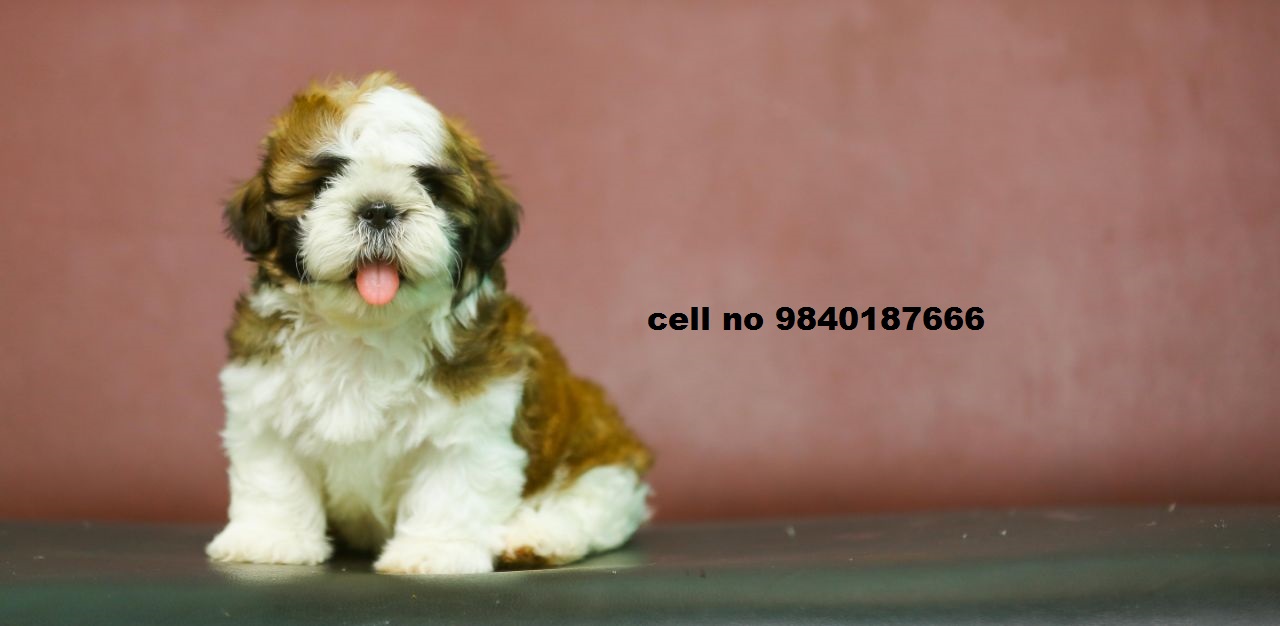 shih tzu puppies for sale in chennai