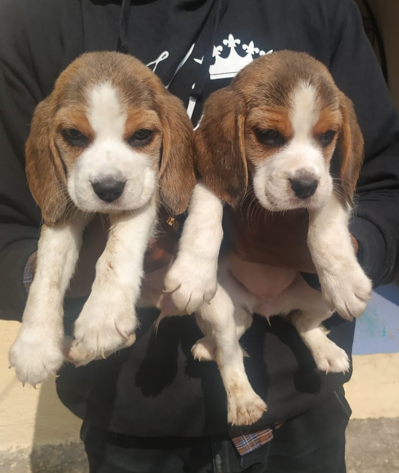 BEAGLE PUPPIES AVAILABLE