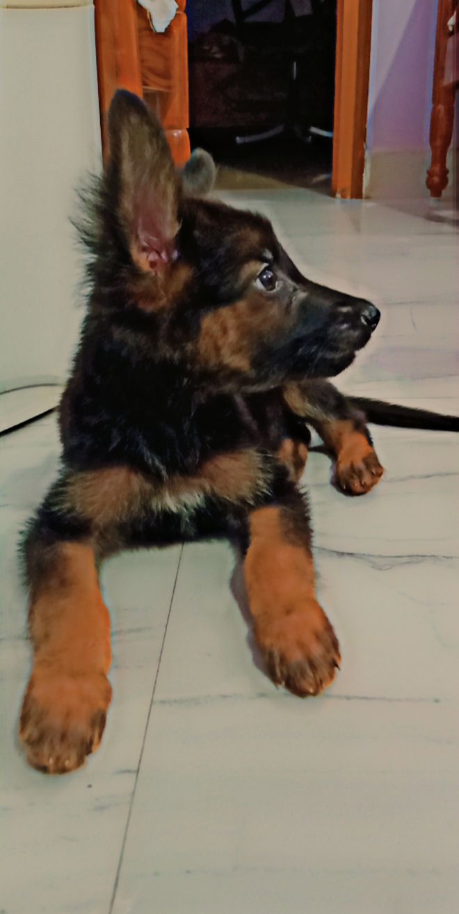 GSD for sale 