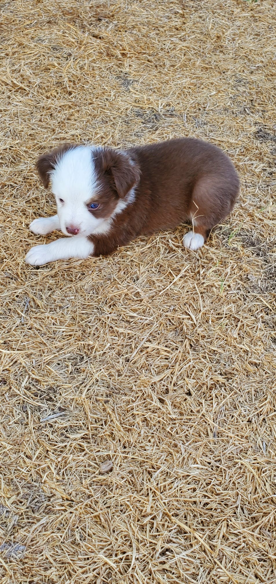 Toy Australian Shepherd