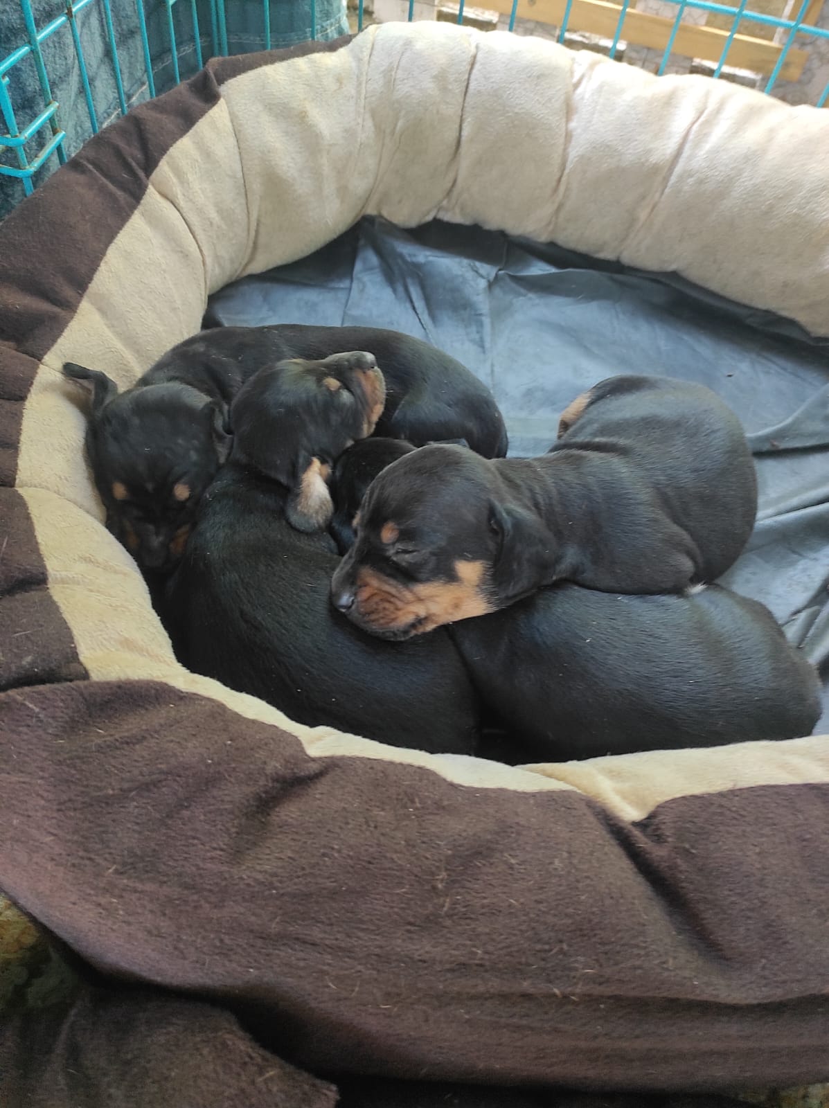 Dashund puppies for sale