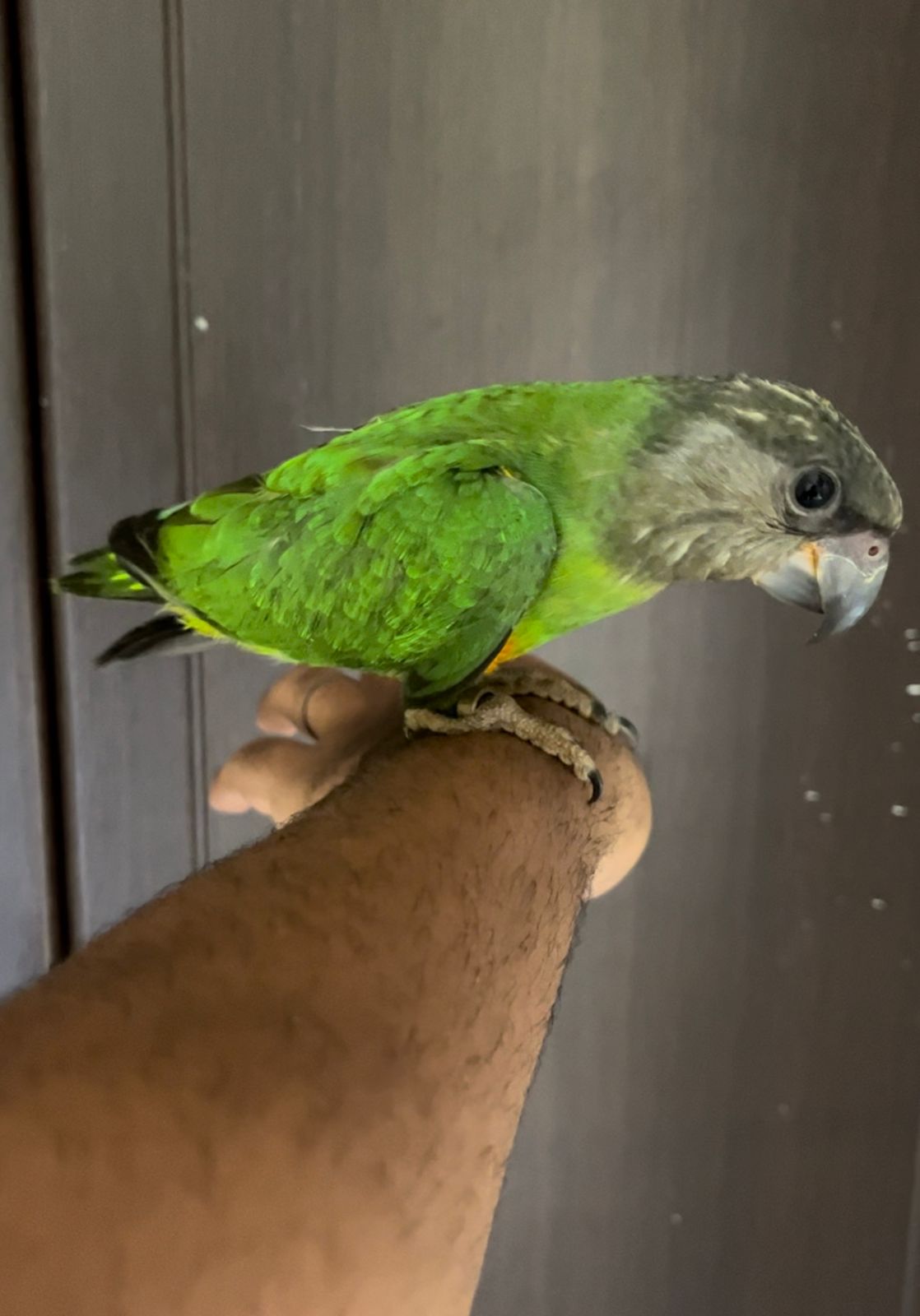 Fully tamed Senegal parrot 
