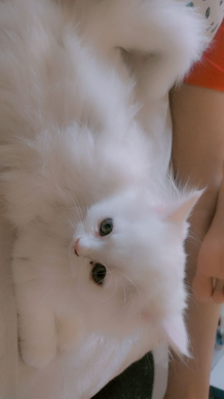Purebred Persian Kittens for Sale
