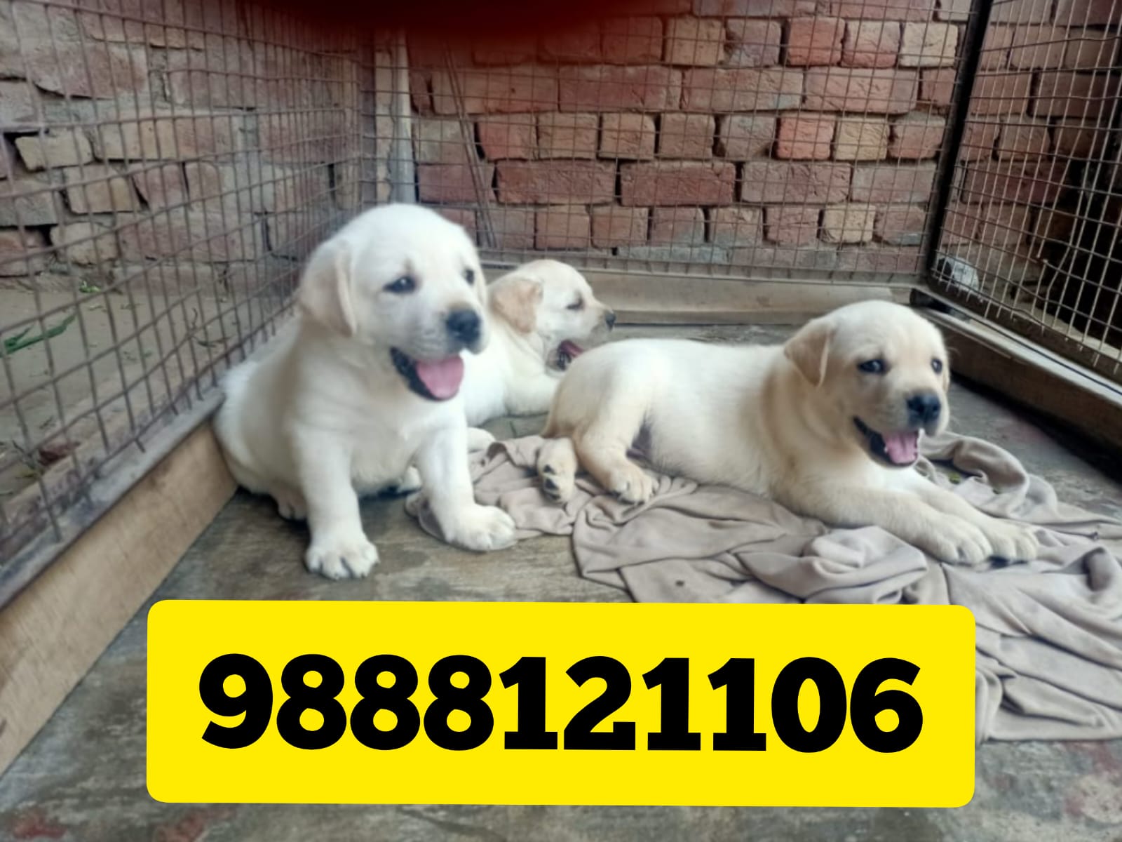 Labrador puppy available jalandhar city call 9888121106