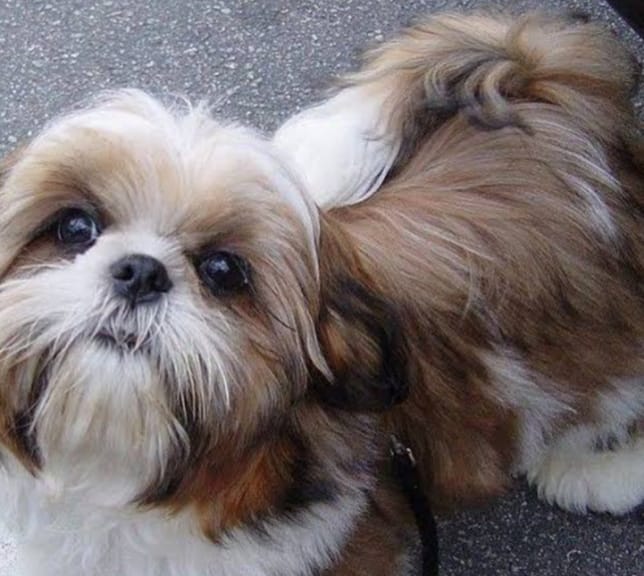 Dog
