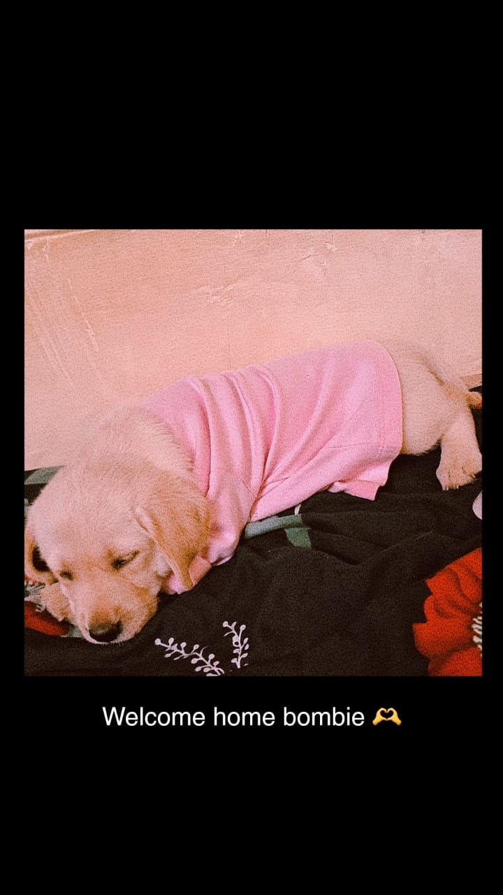 45 days old lab female puppy for sale 