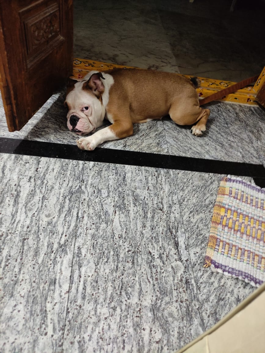 English Bulldog Name Alex 