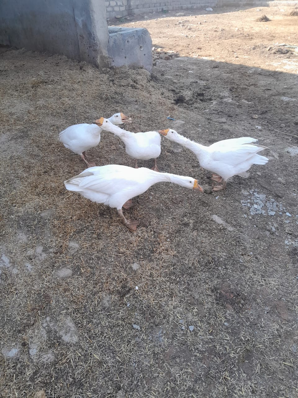 White ducks long neck neck breed pair
