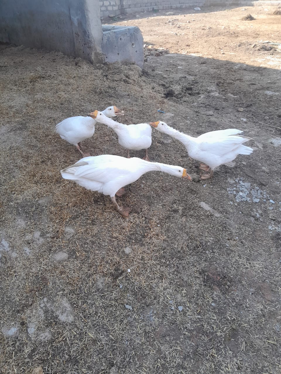 White ducks long neck neck breed pair