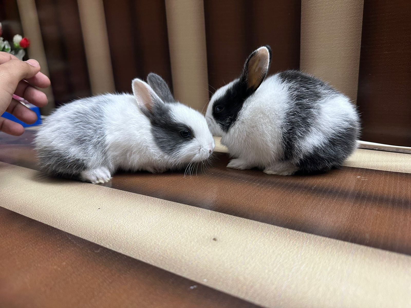 Buy Rabbits Near Me Rabbit Online Shopping Delivery More
