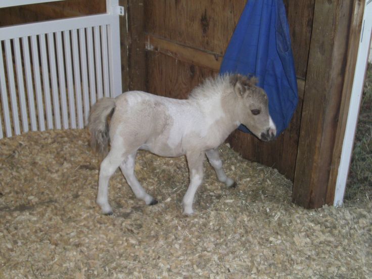 Horse horse