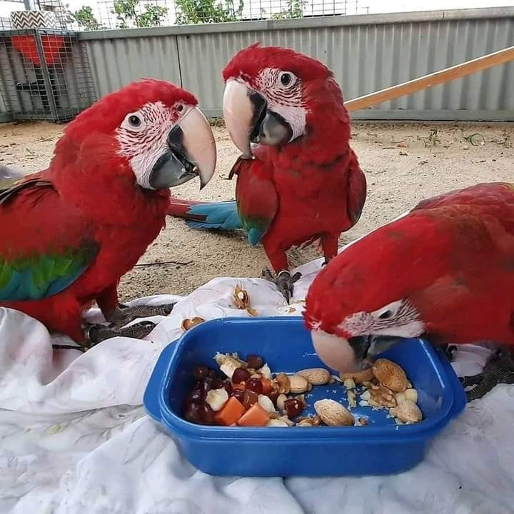 Parrot home delivery9399445466