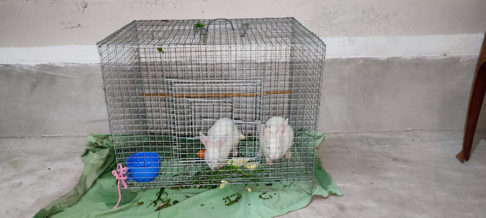Rabbit 