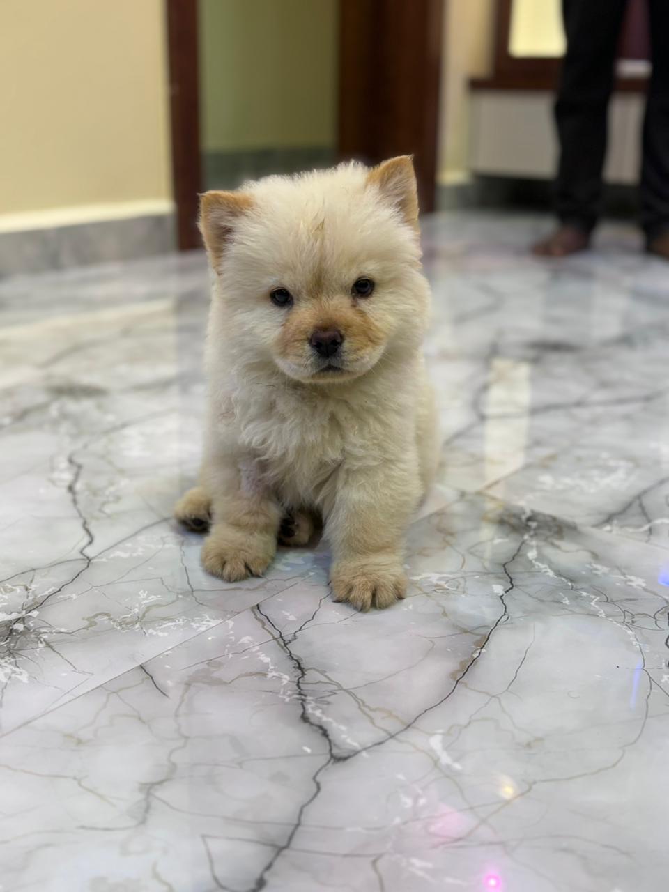 Chow chow male puppy