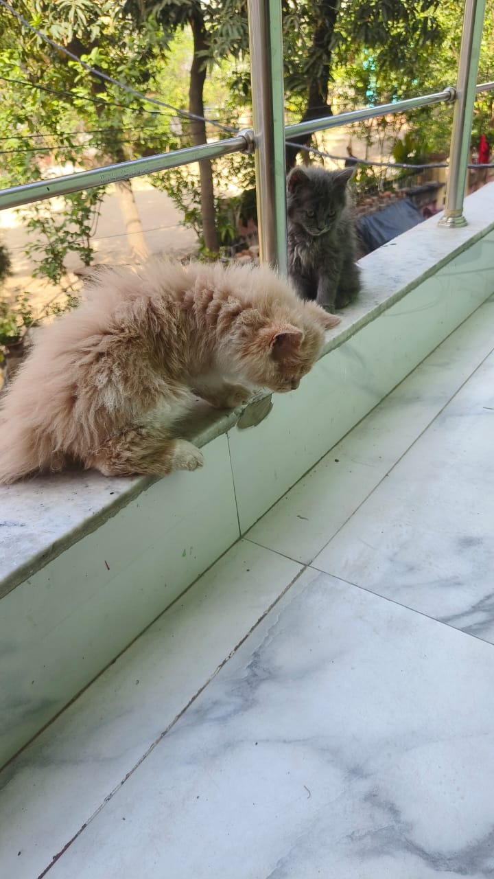 Two Persian cats available 