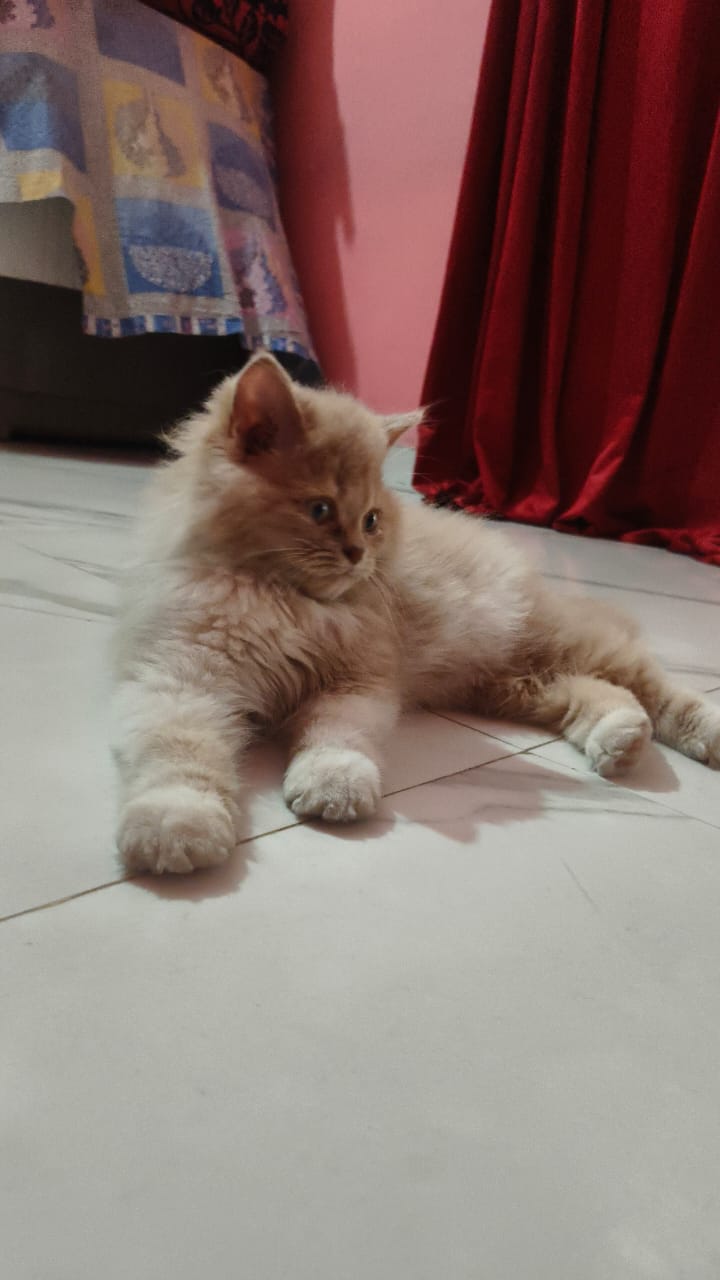 Two Persian cats available 