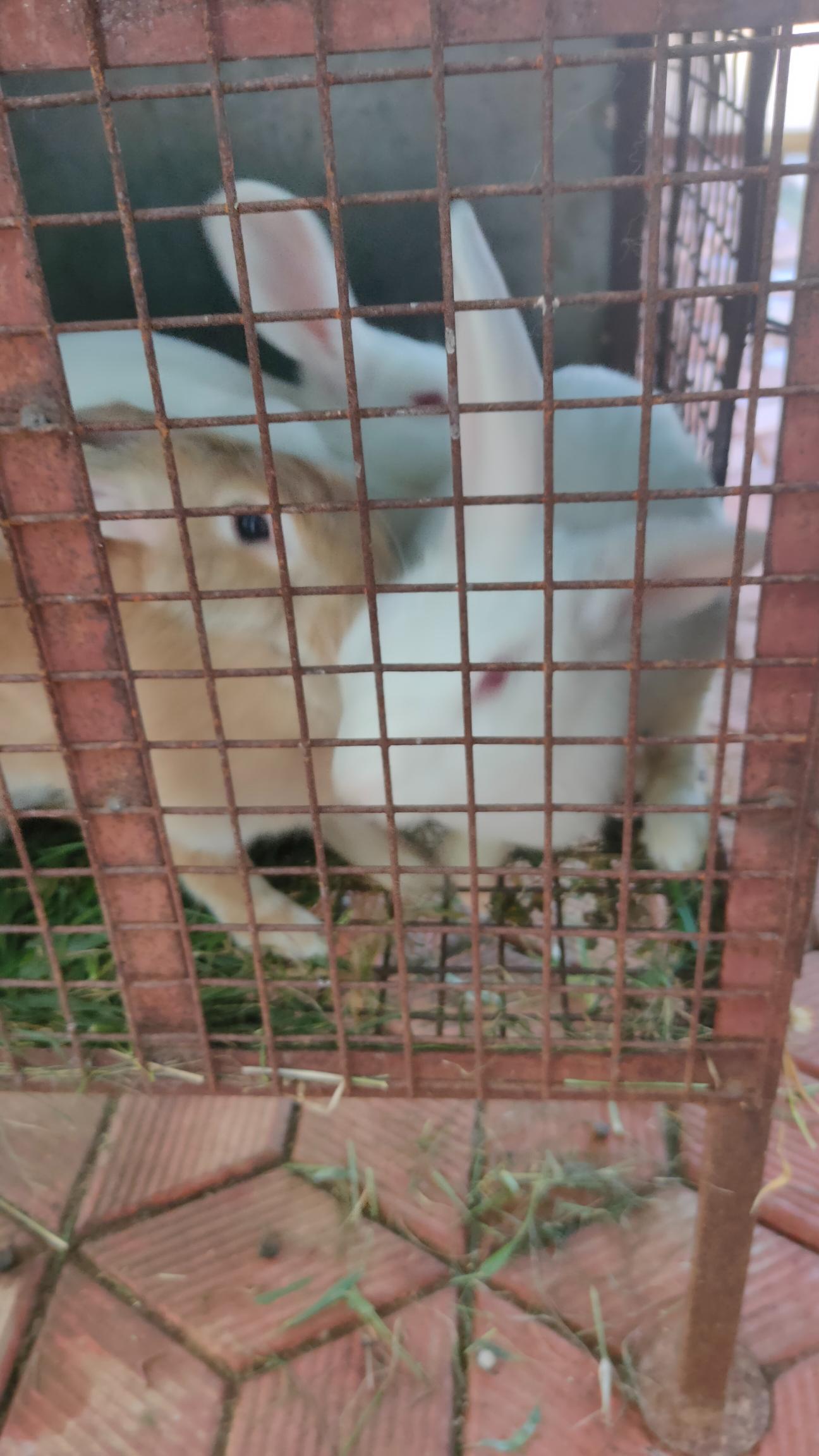 Rabbits for sales