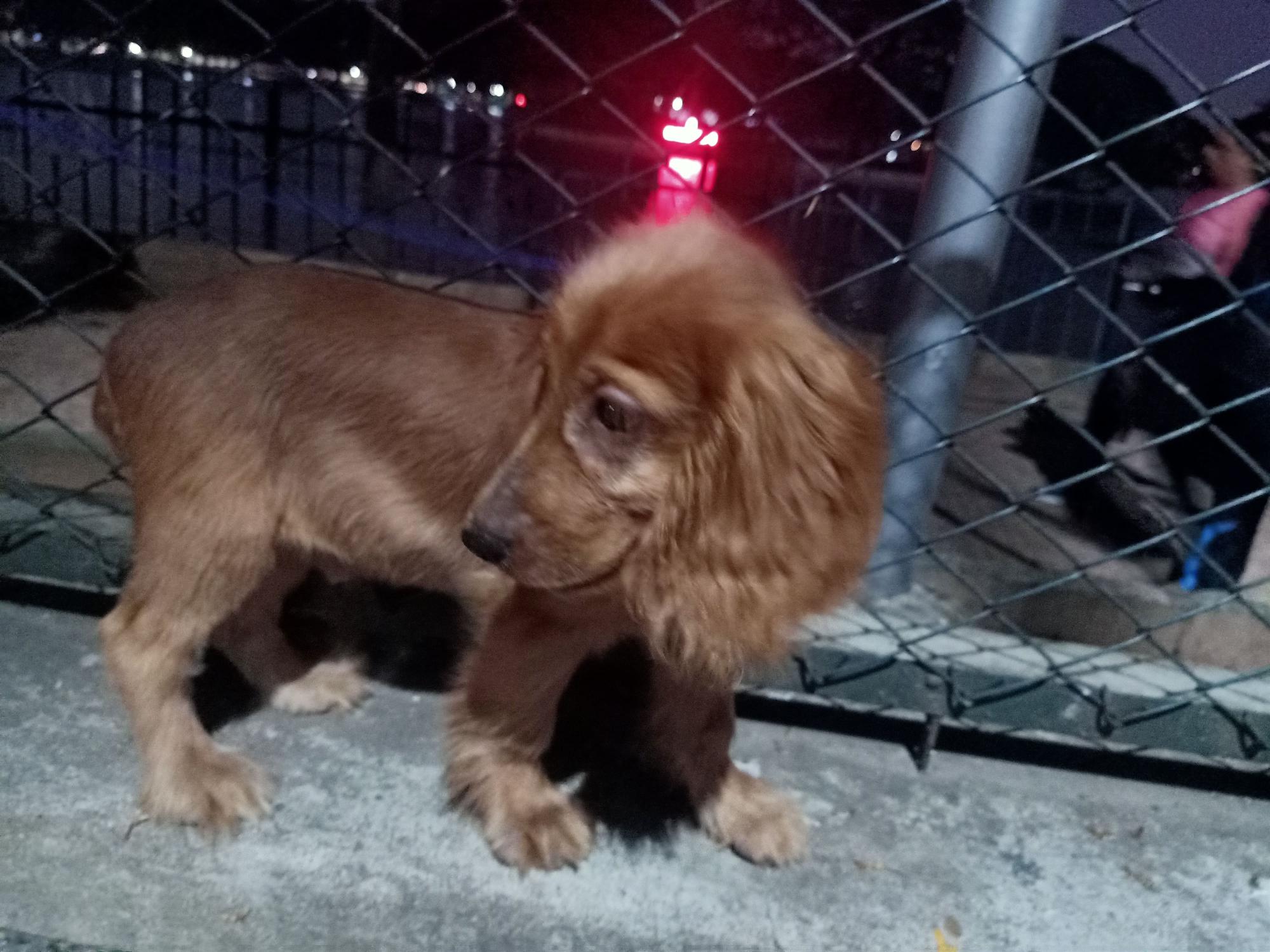 Cocker Spaniel 