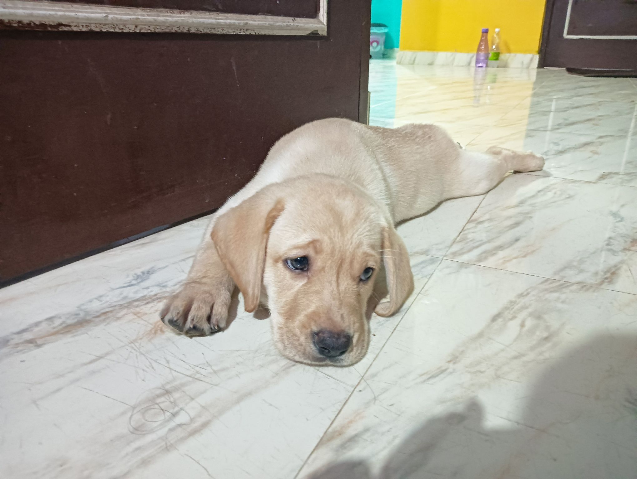 Double couted Labrador puppy 