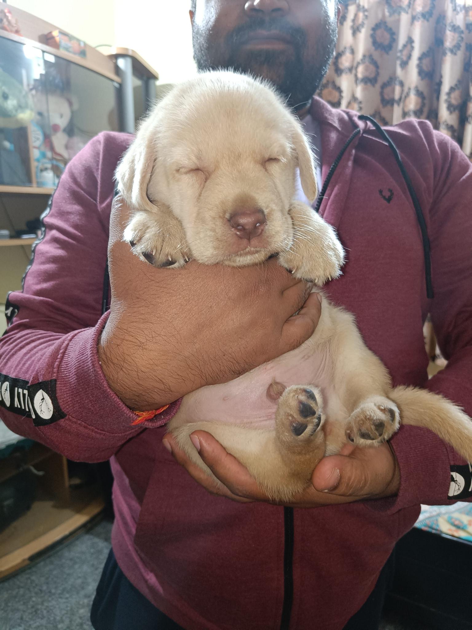 45 days old Labrador Retriever puppy 